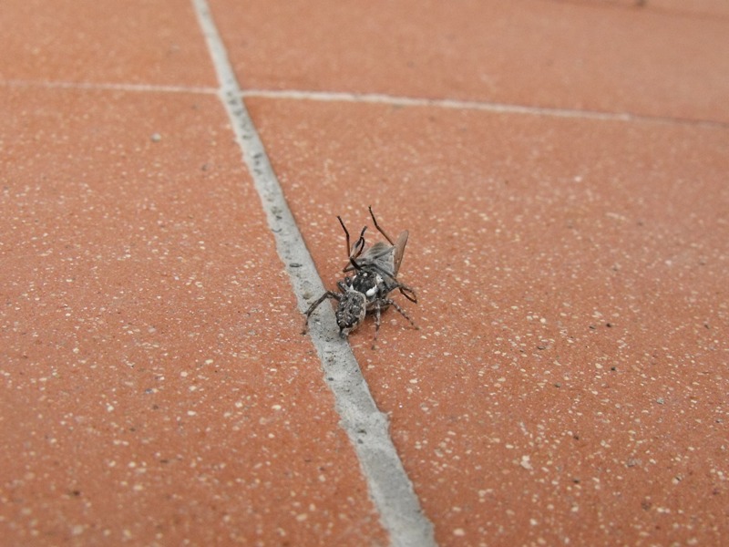 Menemerus semilimbatus